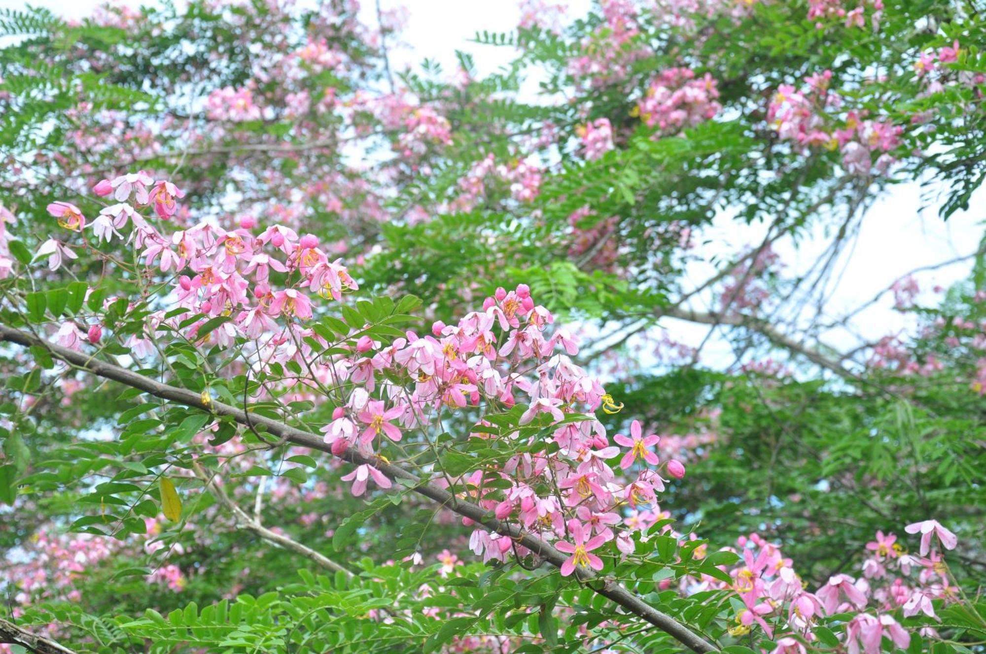 Thuy Tien Ecolodge Cat Tien Zewnętrze zdjęcie